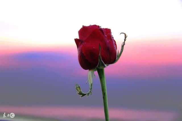 t014db2c94ca7d9d4cd.jpg