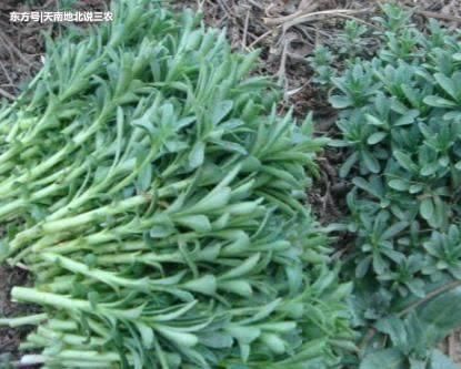 农村一种抢手的野菜，50一斤成“珍贵货”，你认识吗？