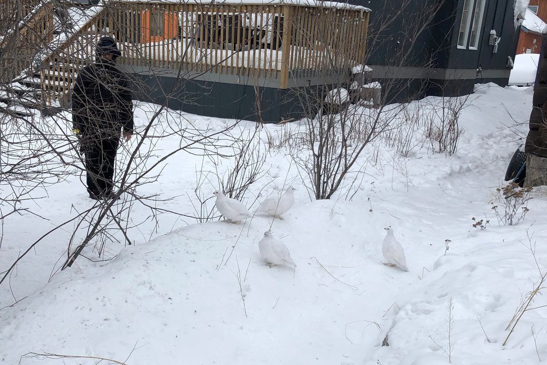 滑雪是单板简单