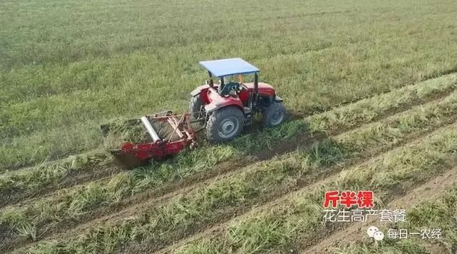 农技小知识:花生缺少元素的症状表现大全