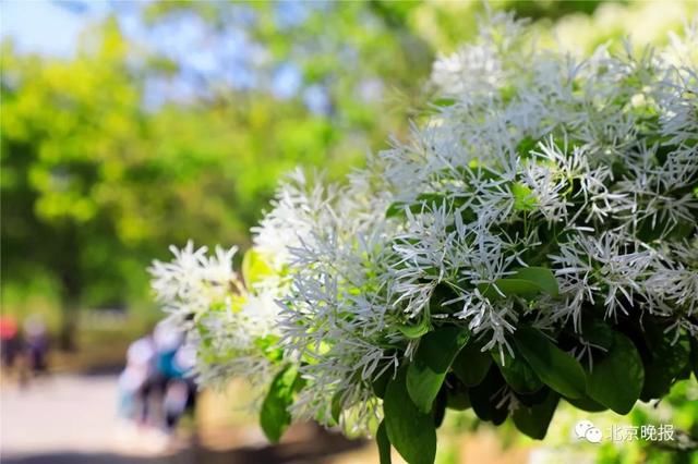五一北京各景区都人从众?不妨来植物园这条冷