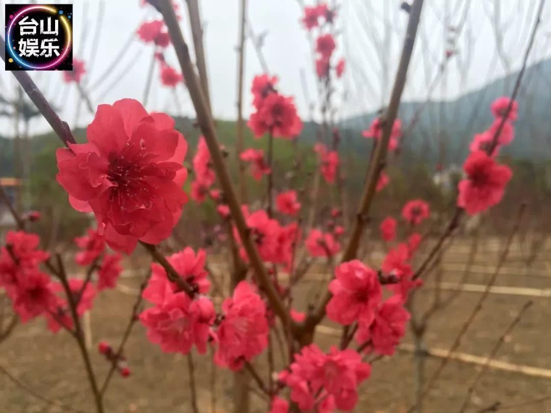 台山海宴又一处“赏花”好地方！你要来转下桃花运吗？