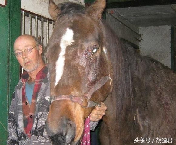 双面加拿大：花上百万到玉林救狗，也是日本最大的活马刺身出口商