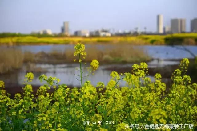 无锡阳春三四月，一步、一停、一美景，刚好遇见命定的你！