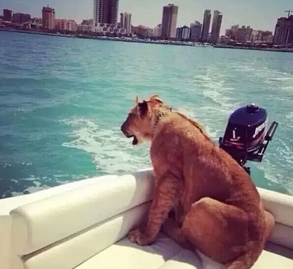 实拍迪拜土豪们的宠物，骆驼都有自己的车位，有钱人地位的象征!