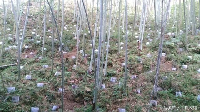 这种药材，见过吗？好多地方都在种植，价格贵，浑身都是宝！