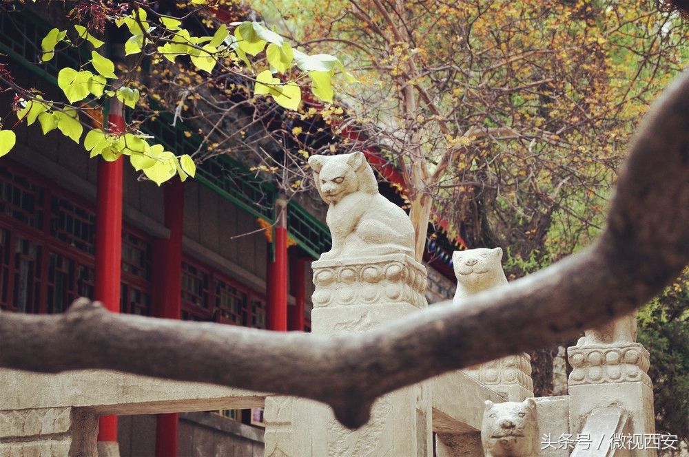 华山自古一条路，古道深处有古观