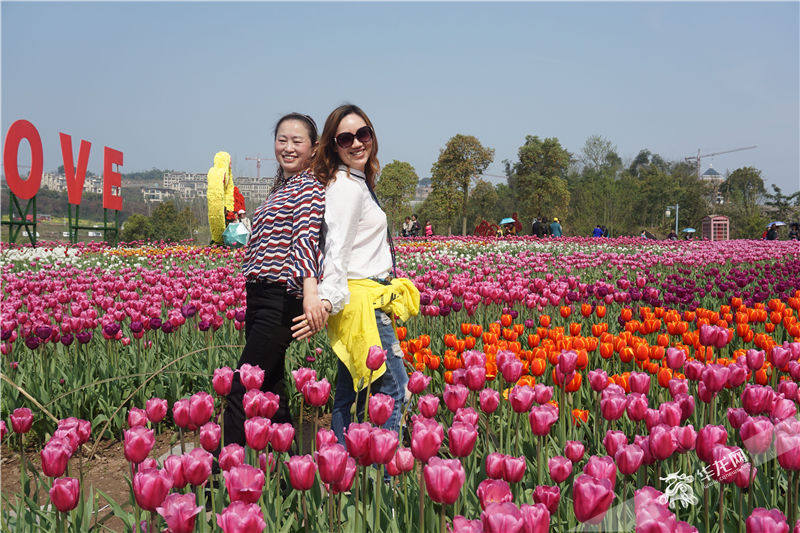 又是赏花好去处 长寿湖100余万株郁金香开好啦