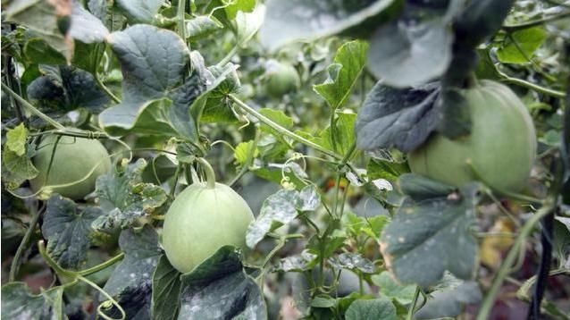 盐湖区王范乡农民张志宏栽种绿博特甜瓜供不