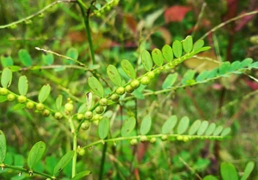 这种叶子下面长着“珍珠”的植物，它可是中医眼里的宝贝！