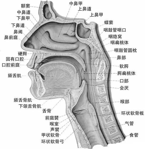 健康的晴雨表鼻涕