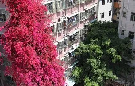 全球最大杜鹃花观赏地,贵州九大花海即将进入