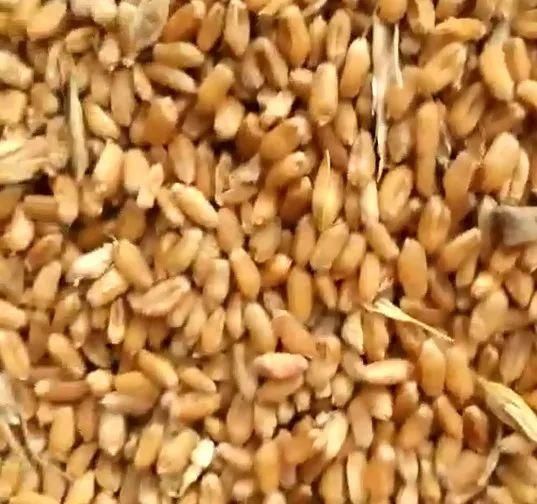 新麦报价1小时涨1分，还在涨!今年小麦要翻天?