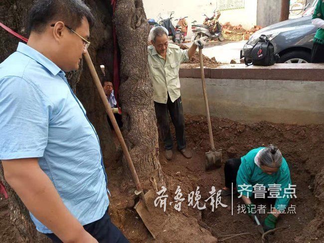 追踪|500多年古树命悬一线,各路专家前来诊断治疗 澳门凯旋门娱乐app