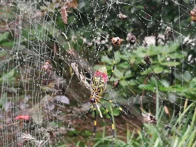 天台山的七只蜘蛛又美又有禅意！
