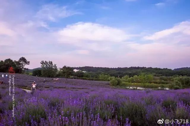 南京这些超适合一日游的地方,每一个都美如画!不看要后悔!