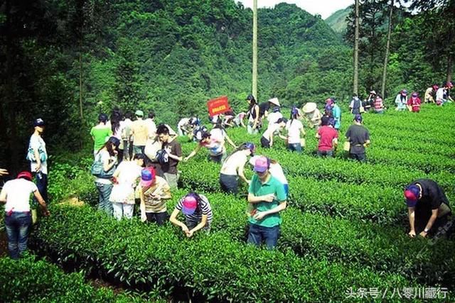 油菜花最美观赏地乐山犍为，坐上蒸汽小火车去看花花