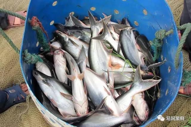 巴沙鱼市场前景广阔亚洲美洲成为驱动行业发展双引擎 广州水族资讯 花地湾水族批发市场 第1张 巴沙鱼市场前景广阔亚洲美洲成为驱动行业发展双引擎 广州水族资讯 花地湾水族批发市场 第1张
