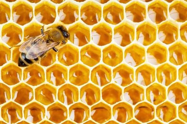如何区分自然成熟蜜、浓缩蜜和水蜜?