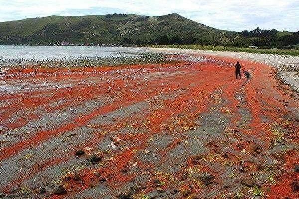 国外模仿中国卖小龙虾，网友:你以为在中国啊?这下尴尬了吧