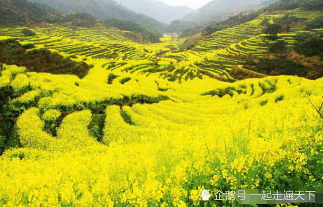 中国最美乡村：江西婺源，这里10万亩油菜花开了，如同天上人间