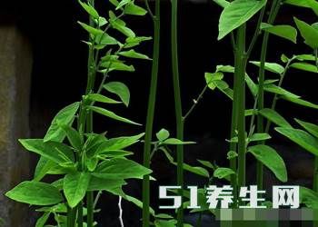 南方一种稀奇的树,果叶有毒,如今成了高级蔬菜