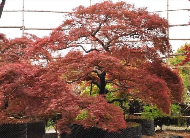 有钱任性！土豪们最爱选的庭院树，你选对了吗？