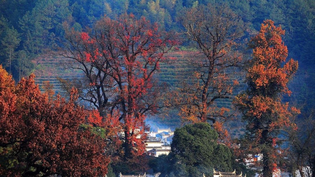 强暴雨后的婺源,遭百年不遇洪水居然还这么美!
