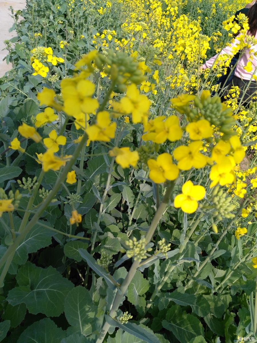 2018年春节粤北韶关赏花，火山上的油菜花 。