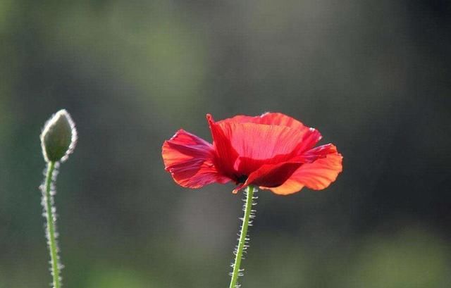 智商高，情商更高，三大生肖，看一下你身边有没有这样的高人