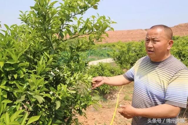 种不出汤盆大的丑柑，莫说在玩现代农业，也莫说见过绵阳农村！