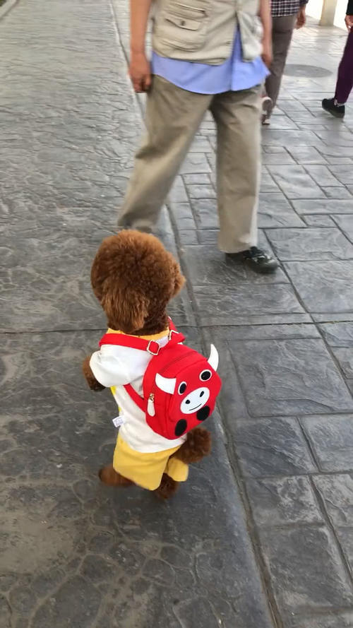 泰迪穿着衣服背着小书包,还用两只脚走路,网友