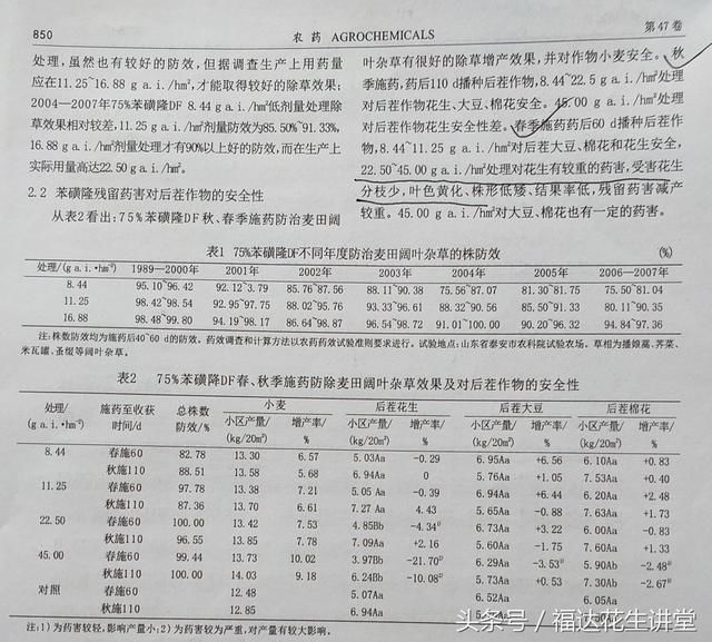 小麦花生一年两季茬口,农民小麦除草苯磺隆分钟慎重使用!