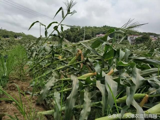 两广狂风暴雨，柑橘树泡水、甜玉米全倒！未来十天，南方仍有强降