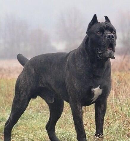 卡斯罗排名_卡斯罗犬图片(2)