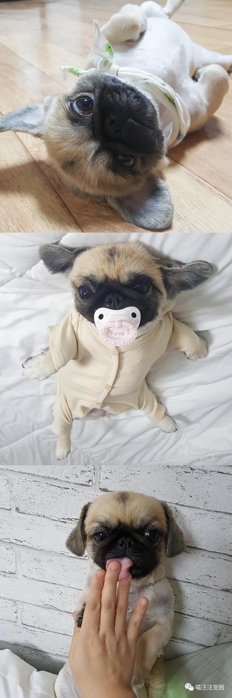 考眼力!这是什么狗?!京巴八哥傻傻分不清