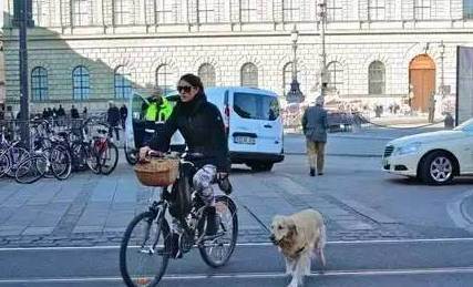 国家关于小区养狗规定