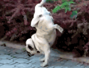 壁纸 动物 狗 狗狗 287_220 gif 动态图 动图