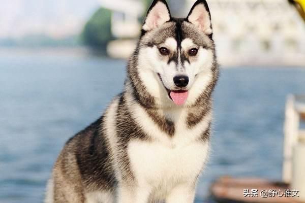 什么?你想养哈士奇,先看这九大缺点吧,坚持养的才是真爱 网上澳门星际娱乐平台