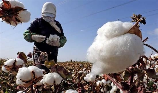 新疆棉花的另一种丰收 构建现代农业生产经营
