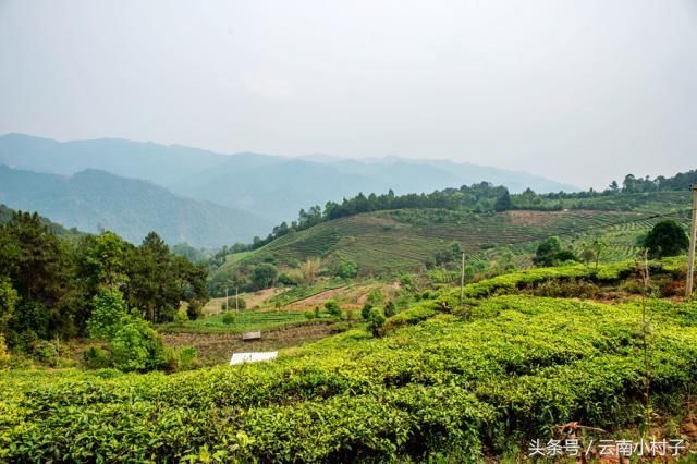 在云南的名茶山中，这座茶山的茶叶性价比最高