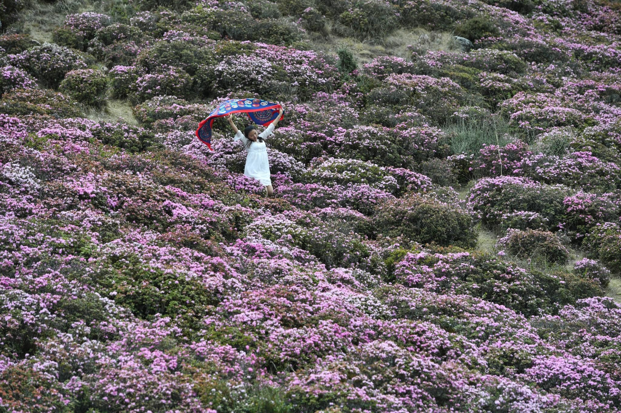 昆明禄劝:野生高山杜鹃满山盛开