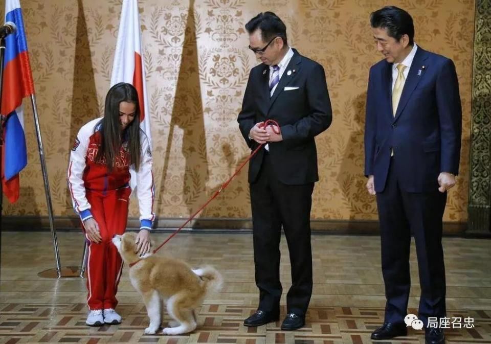 日本又给俄罗斯送秋田犬了，然而安倍还是被普京晾了48分钟~