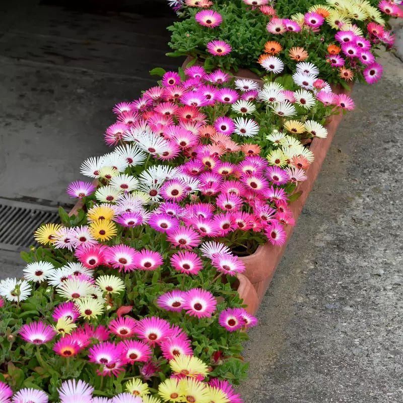 12种花朵五颜六色的夏季花卉，种在院子里就能开花灿烂