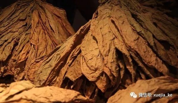 雪茄烟叶去梗分类不起眼却重要