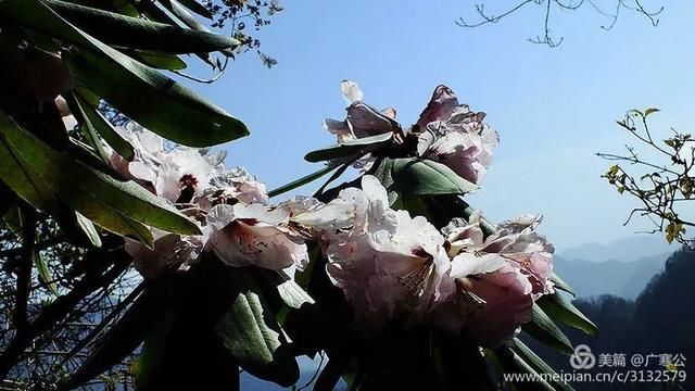 春天来了，一起去留坝太子岭看花吧！