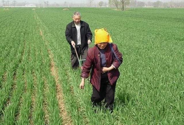 农民种植小麦施肥小技巧,学会了能多赚钱