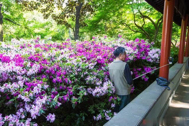 江苏无锡杜鹃花开，游客为拍照辣手摧花，文明赏花真有这么难吗？