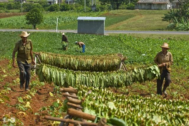 烟叶种植户900万承包土地种烟叶，专家称种烟叶是昧着良心挣钱？