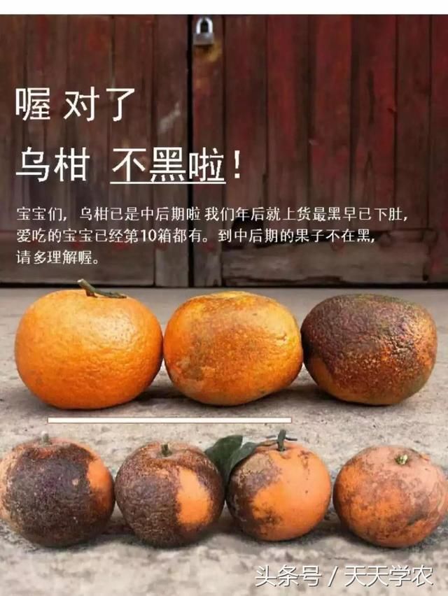 “乌柑”68元\/件，这是新的柑橘品种？好种吗？怎么那么贵？